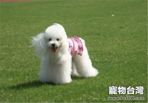 貴賓犬的毛髮護理要點(1圖)-寵物台灣