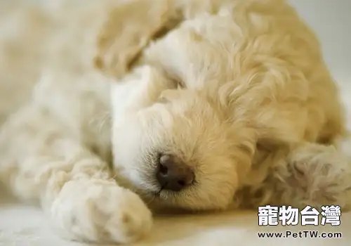貴賓犬總是睡覺怎麼辦