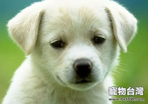 怎麼幫狗狗上眼藥(1圖)-寵物台灣