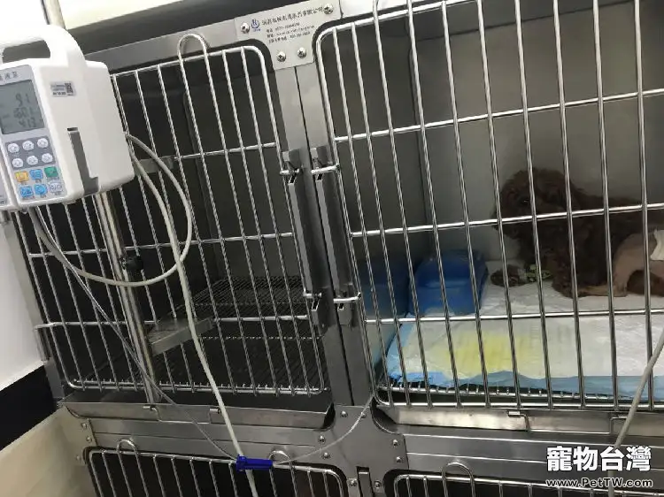 犬化膿創感染的治療