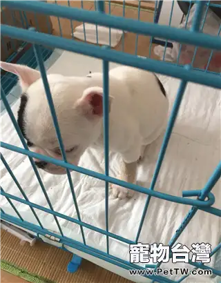 犬營養性貧血症的診斷與治療