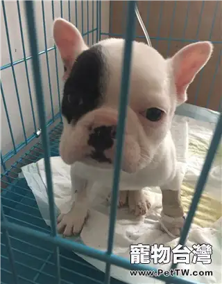 犬營養性貧血症的診斷與治療