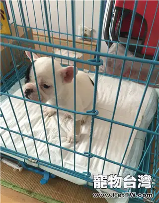 犬營養性貧血症的診斷與治療