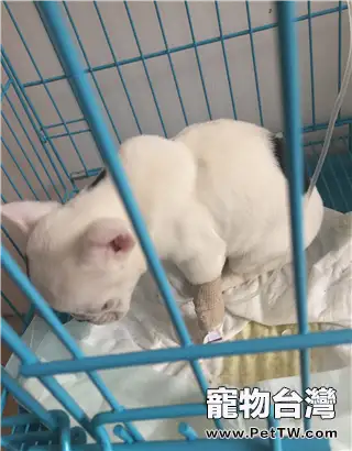 犬營養性貧血症的診斷與治療