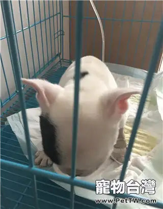 犬營養性貧血症的診斷與治療