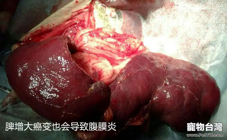 引起犬腹膜炎的常見原因(共5張圖片)-寵物台灣