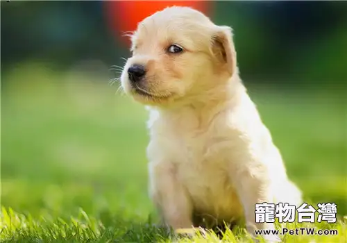 如何讓狗狗適應狗狗牙膏
