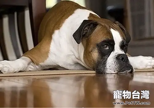 餵食幼犬驅蟲藥需要注意的問題(1圖)-寵物台灣