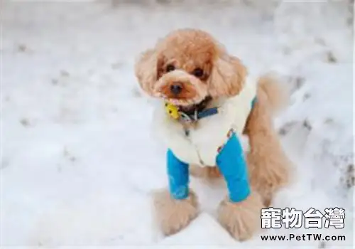 狗狗玩具球的形狀及功能介紹(1圖)-寵物台灣