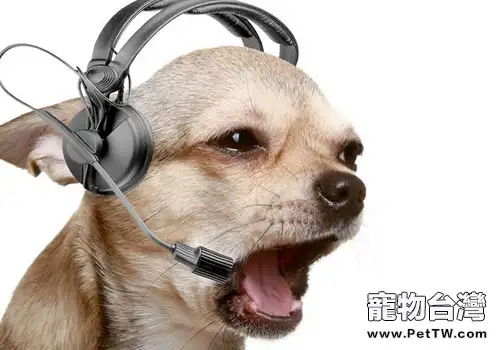 音樂對狗狗有什麼影響