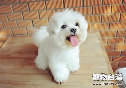 狗狗航空箱的選購要點（1圖）-寵物台灣