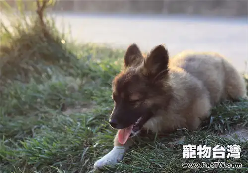 何時更換幼犬糧比較好