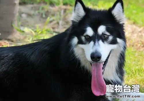 美毛粉可以給哈士奇用嗎?(1圖)-寵物台灣