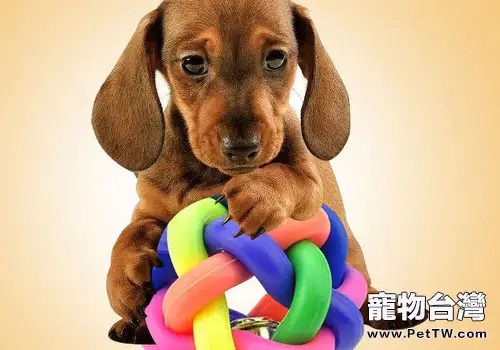 狗狗玩具被咬著不放該怎麼辦