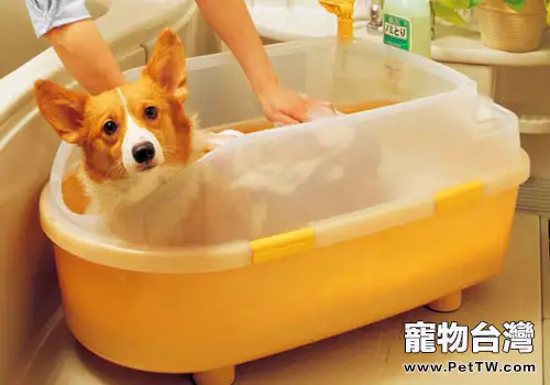 狗狗沐浴液使用不當有什麼影響