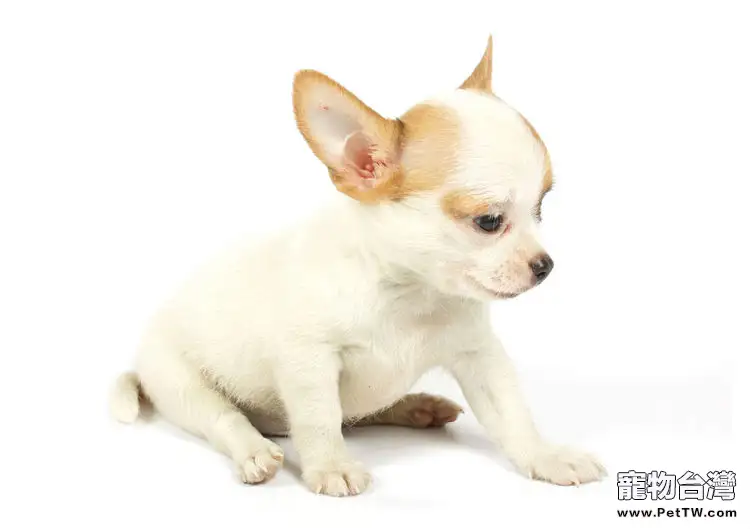狗狗的避孕絕育方法(1圖)-寵物台灣