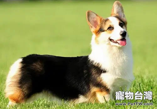 如何增強狗狗的訓練效果(1圖)-寵物台灣