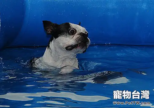 狗狗玩具如何訓練狗狗游泳