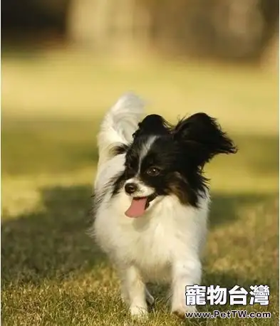 關於蝴蝶犬、北京犬和哈巴犬的飼養方式