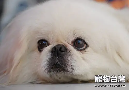 關於蝴蝶犬、北京犬和哈巴犬的飼養方式