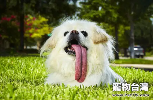 關於蝴蝶犬、北京犬和哈巴犬的飼養方式
