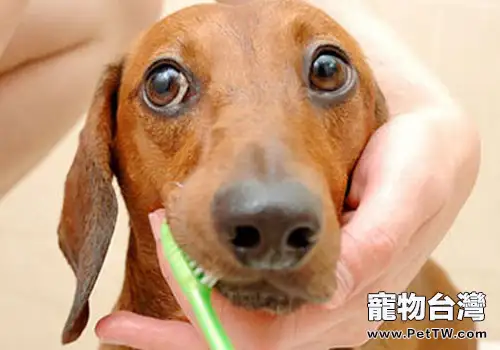 如何使用好狗狗牙膏