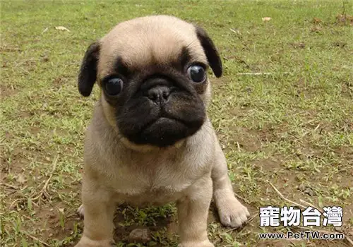 幼犬尷尬期可以吃美毛粉嗎(1圖)-寵物台灣