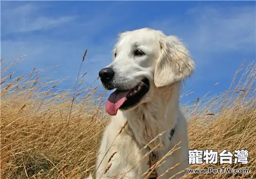 狗狗牙膏有哪些特點