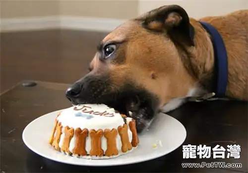 餵狗狗蛋糕時應該注意哪些問題
