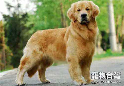 喂黃金獵犬驅蟲藥的注意事項