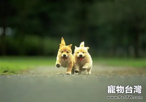 狗狗多大可以進行體內和體外驅蟲(1圖)-寵物台灣