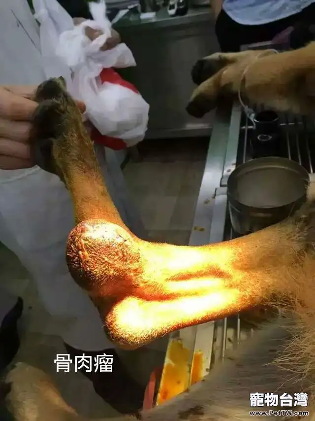 德國牧羊犬的骨肉瘤病例