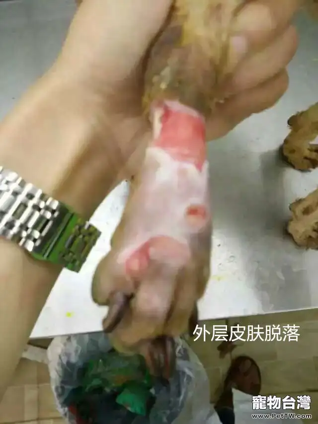 犬幾種病例的傷口處理