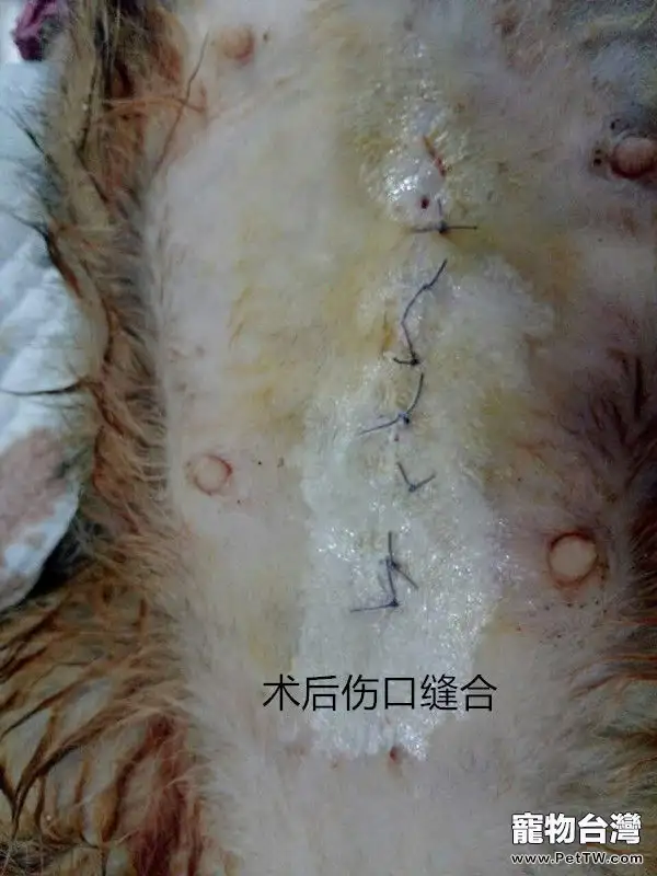 犬幾種病例的傷口處理