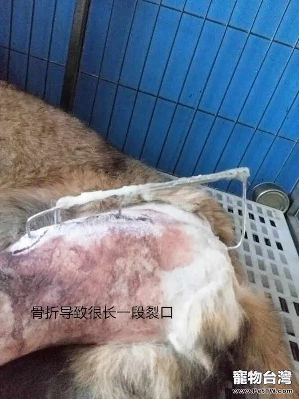 犬幾種病例的傷口處理