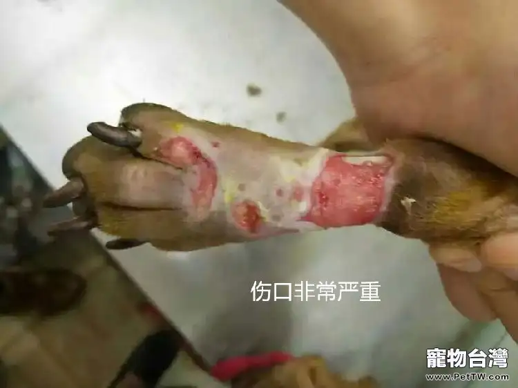 犬幾種病例的傷口處理