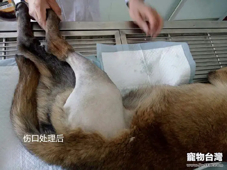 犬幾種病例的傷口處理