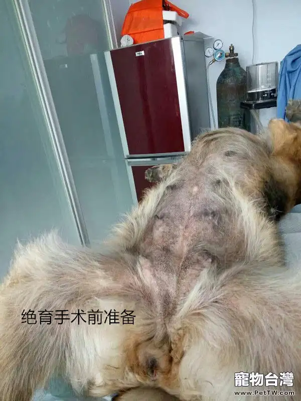 犬幾種病例的傷口處理