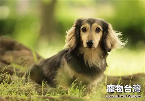 小狗營養膏的三種餵食方法(1圖)-寵物台灣