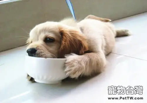 金毛餵養過程中的常見誤區