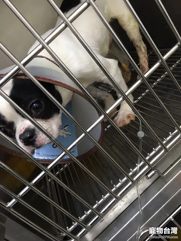 法國鬥牛犬尿道結石的手術治療(共5張圖片)-寵物台灣