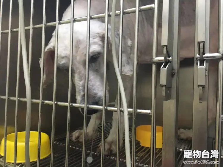 古牧犬嚴重胃擴張的診治(共5張圖片)-寵物台灣