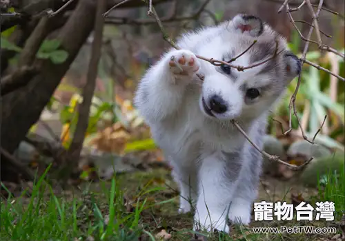 哈士奇為什麼總流口水(1圖)-寵物台灣
