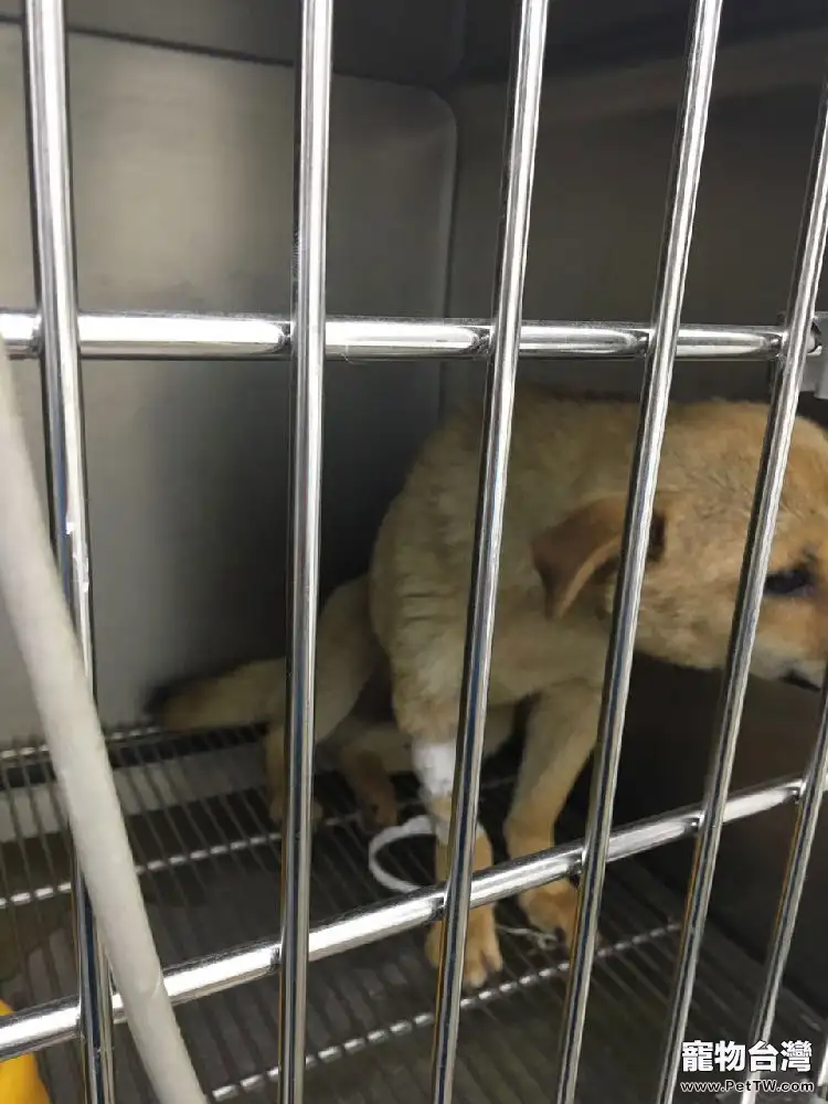中華田園犬子宮蓄膿的診治