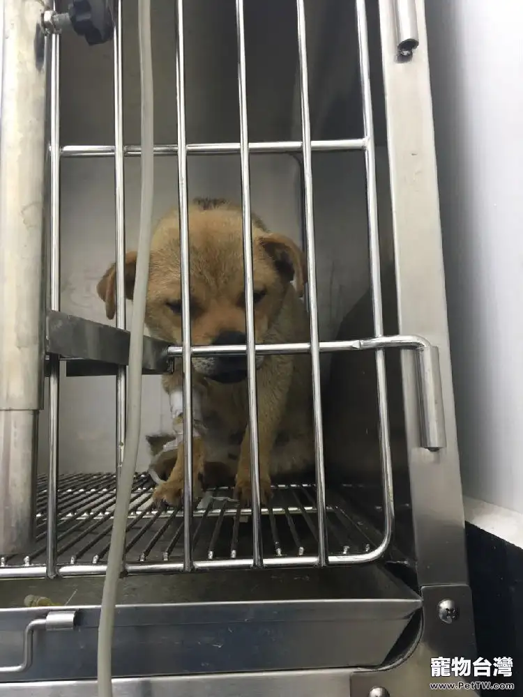 中華田園犬子宮蓄膿的診治