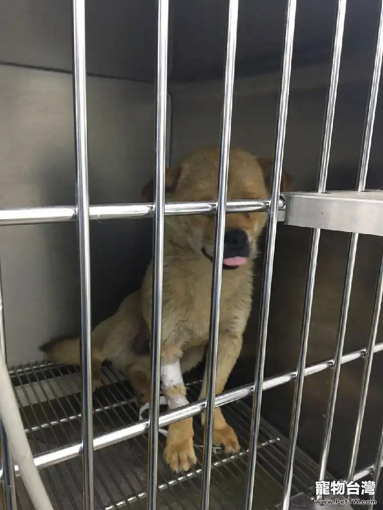 中華田園犬子宮蓄膿的診治