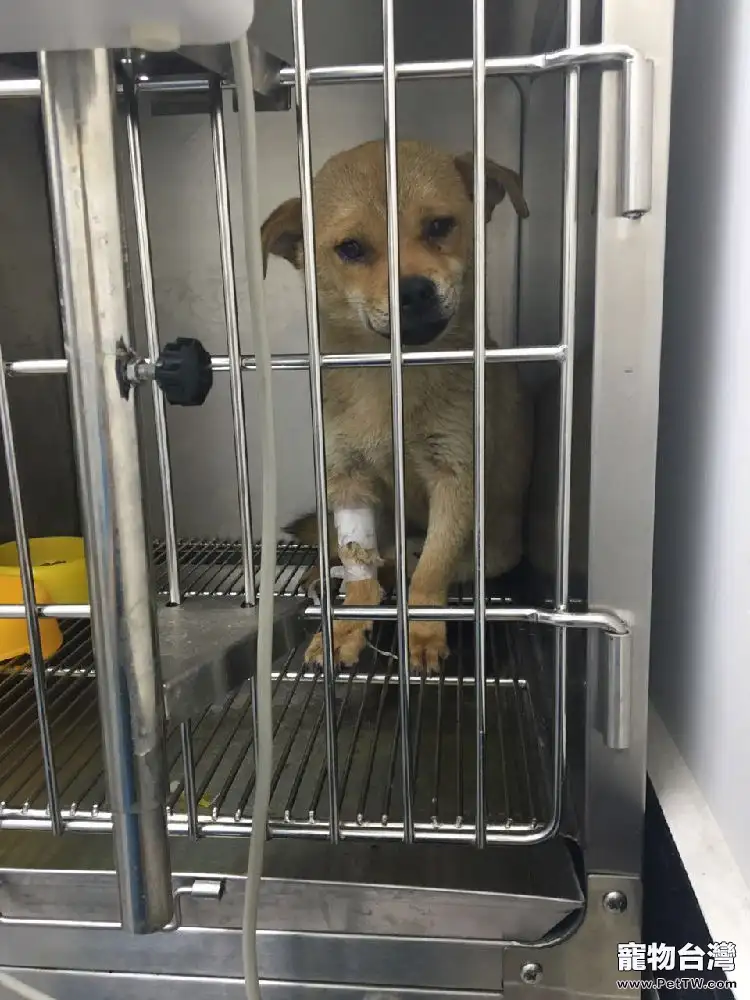 中華田園犬子宮蓄膿的診治
