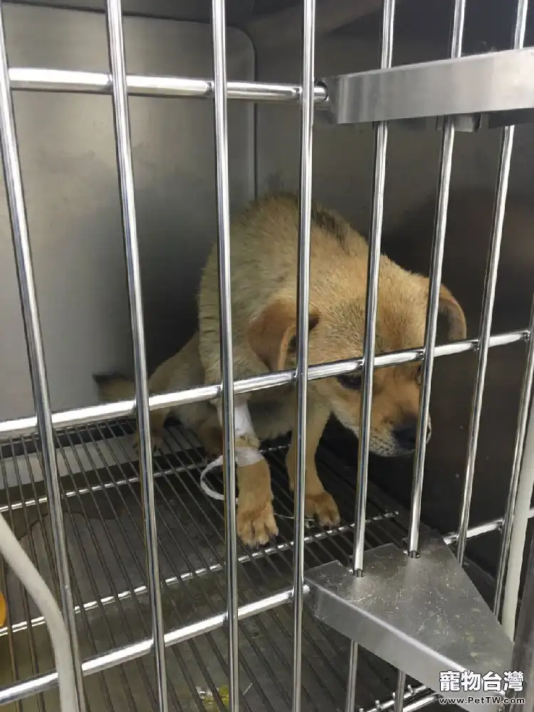 中華田園犬子宮蓄膿的診治