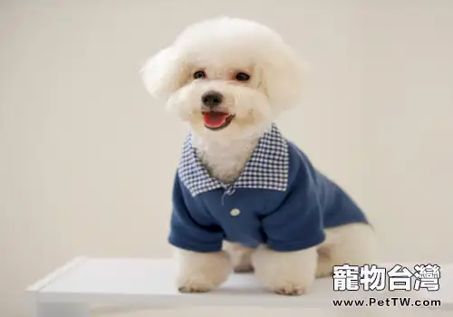 幾個比熊 犬(卷毛比雄犬)的飼養誤區(1圖)-寵物台灣