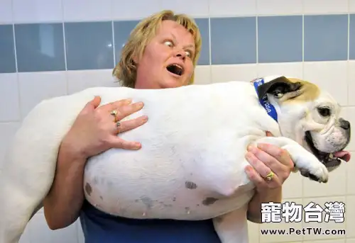 狗狗發胖有哪些危害
